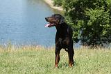 DOBERMANN 1049